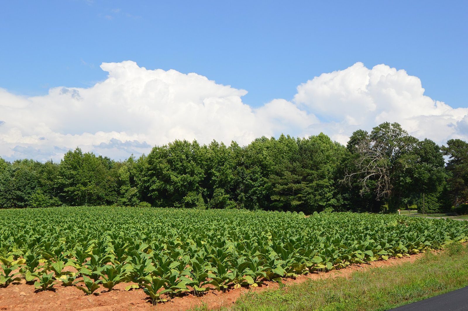 Western Brunswick County tobacco field